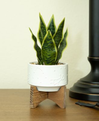 Snake Plant in Constellation Ceramic Pot on Stand, 9.7"