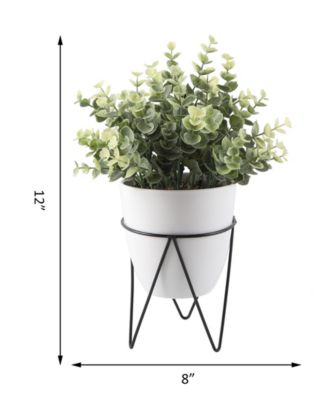 Eucalyptus in Wh Pot in Bk Stand, 12"