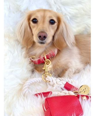 Pet Dog Collar - Melting Hearts