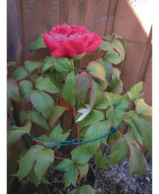 Luster Leaf 967 Small Single Peony Flower Support, 10"