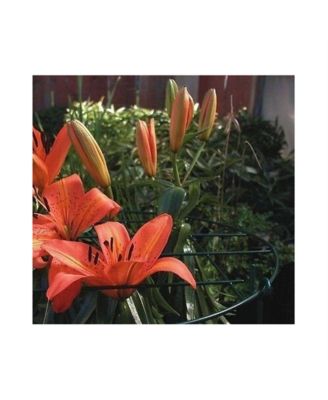 Luster Leaf 30x20 Grow Thru Ring