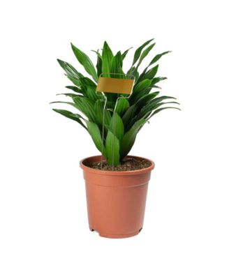 Garden Aces Metal Marker with Copper Plate, 10" (Pack of 8)