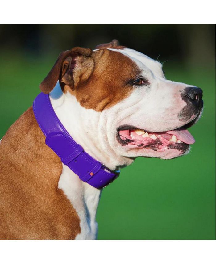 Waudog Glamour genuine leather dog collar with QR passport Macy's