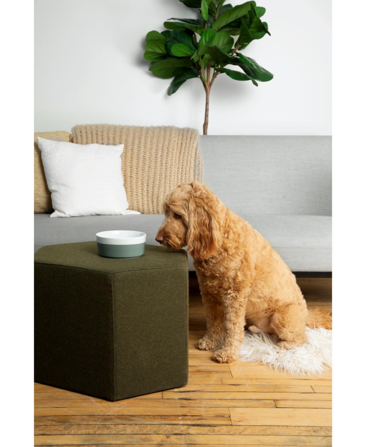 Waggo Dog Dipper Bowl- - Rose