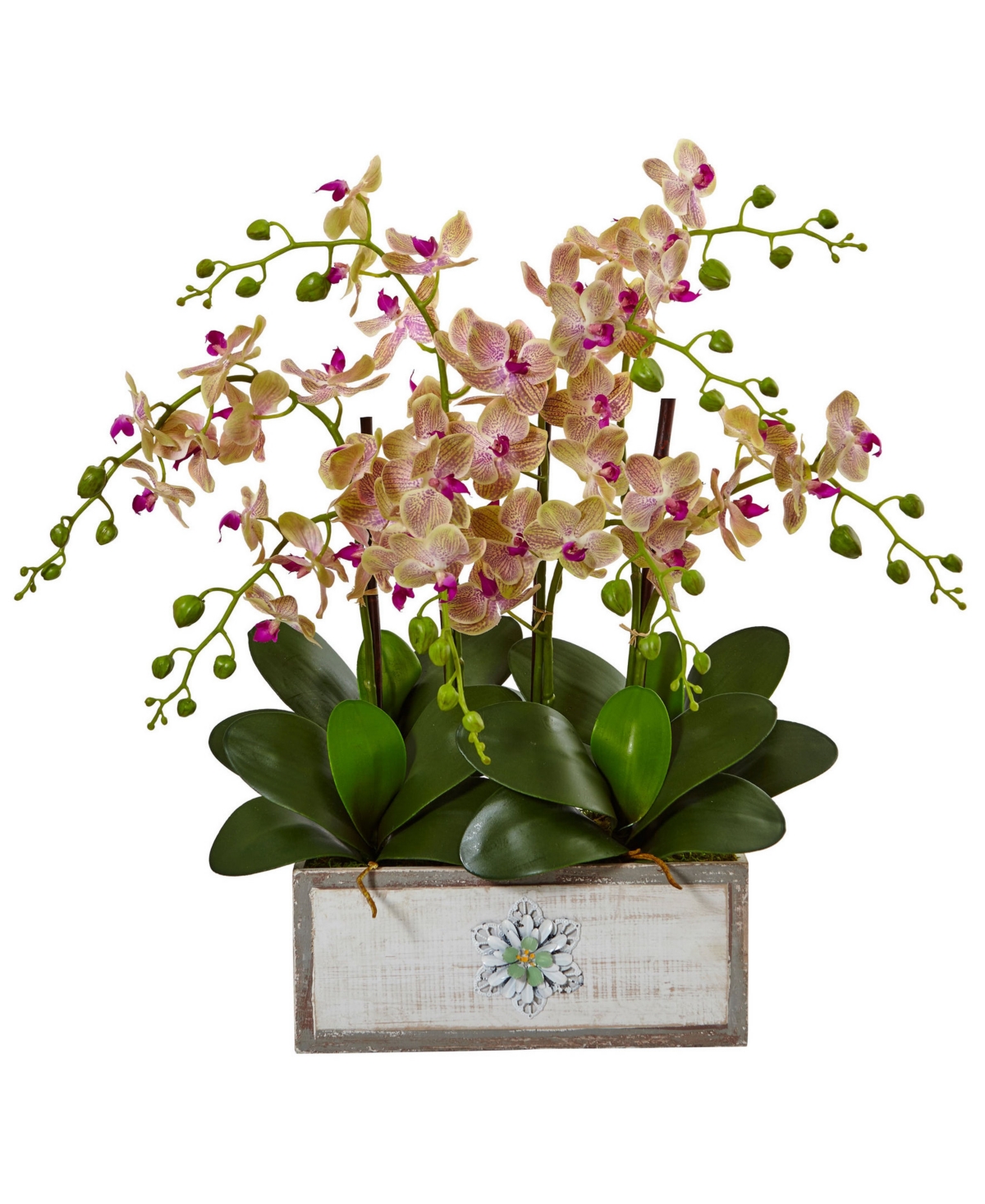 Phalaenopsis Orchid Arrangement in Decorative Wood Planter - Cream/Orchid
