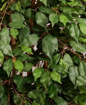 6' Ficus Artificial Tree in White Planter