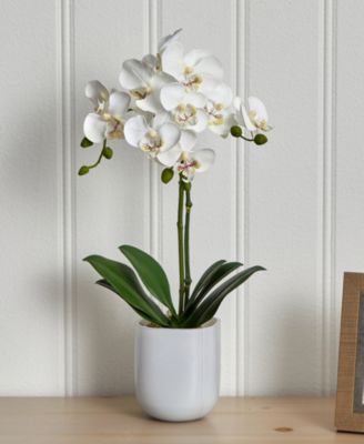 Phalaenopsis Orchid in Frosted Glass