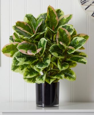 Artificial Rubber Plant in Glossy Cylinder - Real Touch