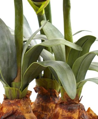 Amaryllis Arrangement w/Vase