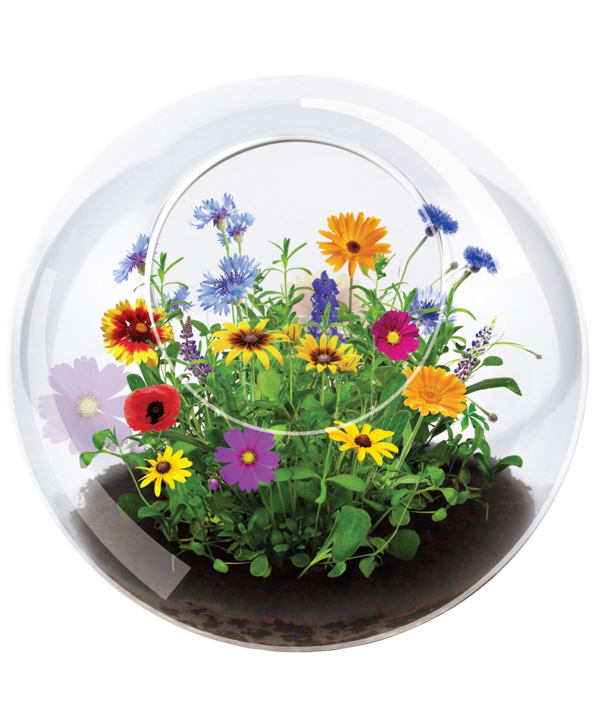 Areyougame Babies' Unique Gardener Glass Terrarium Wildflower Blooms Plant Kit In No Color