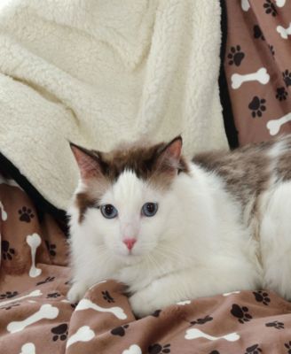 Advanced Water Resistant Pets Print Comfort Throw, 50" x 60"