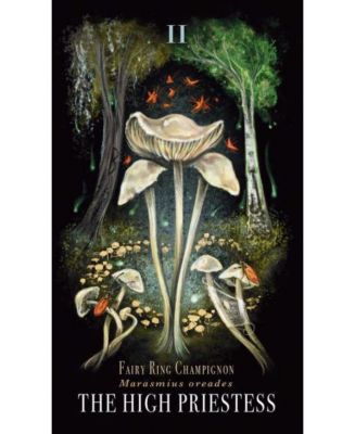 Midnight Magic- A Tarot Deck of Mushrooms by Sara Richard