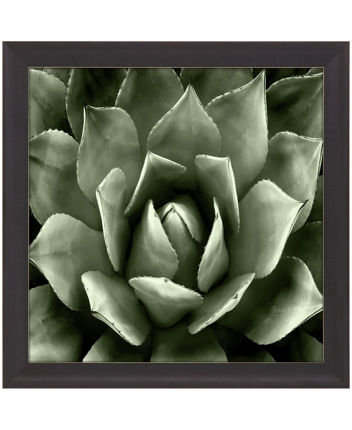 Paragon Picture Gallery Green Succulent Ii Framed Art