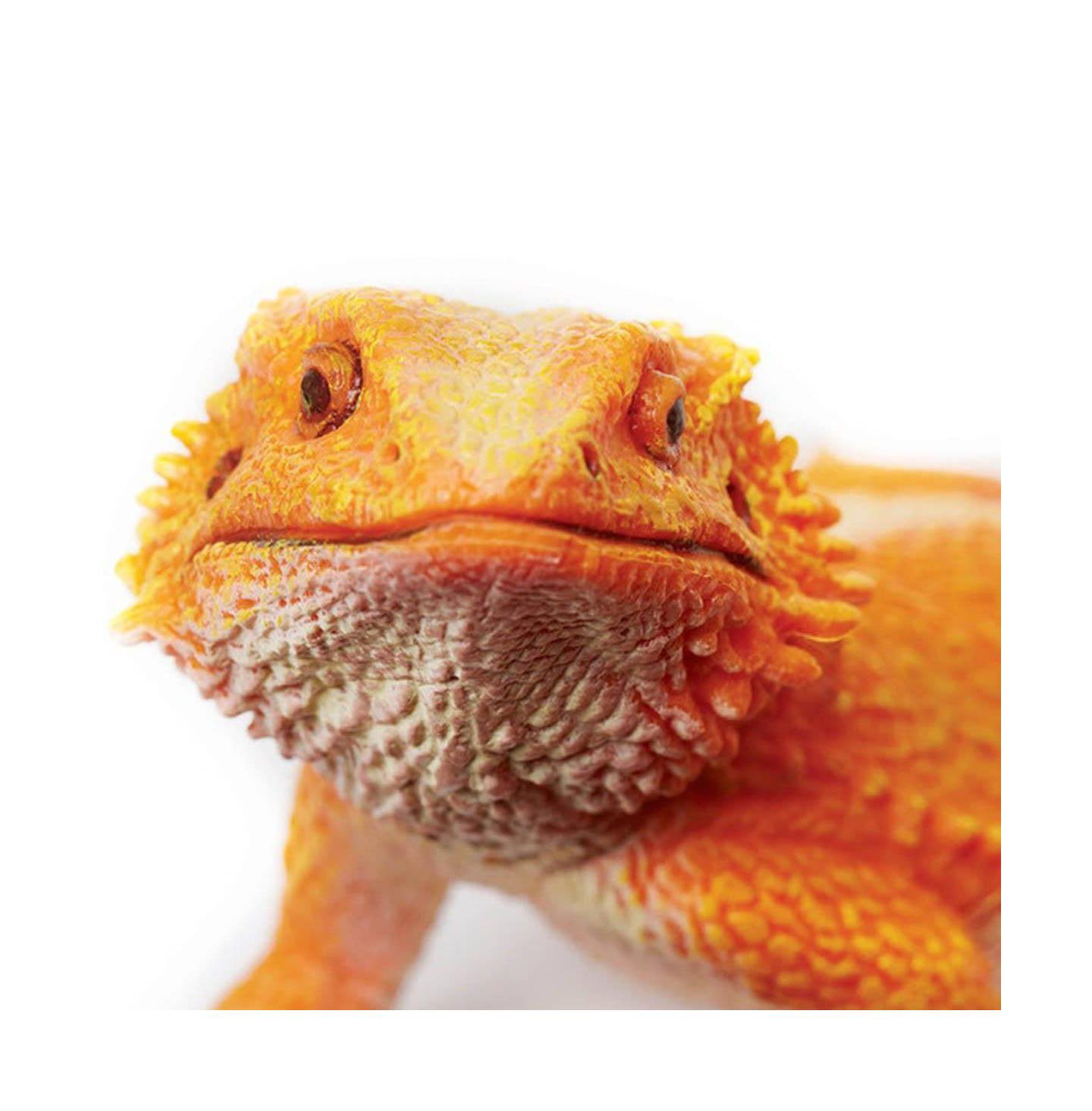 Детская фигурка Safari Ltd Realistic Bearded Dragon Incredible Creatures Figurine, Ages 3+ — фото 2