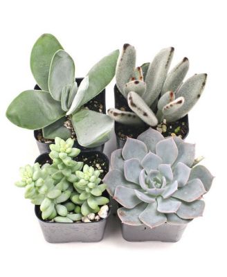 Mountain Crest Gardens