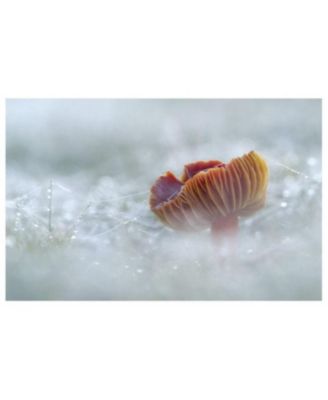 Entangled Life- The Illustrated Edition- How Fungi Make Our Worlds by Merlin Sheldrake