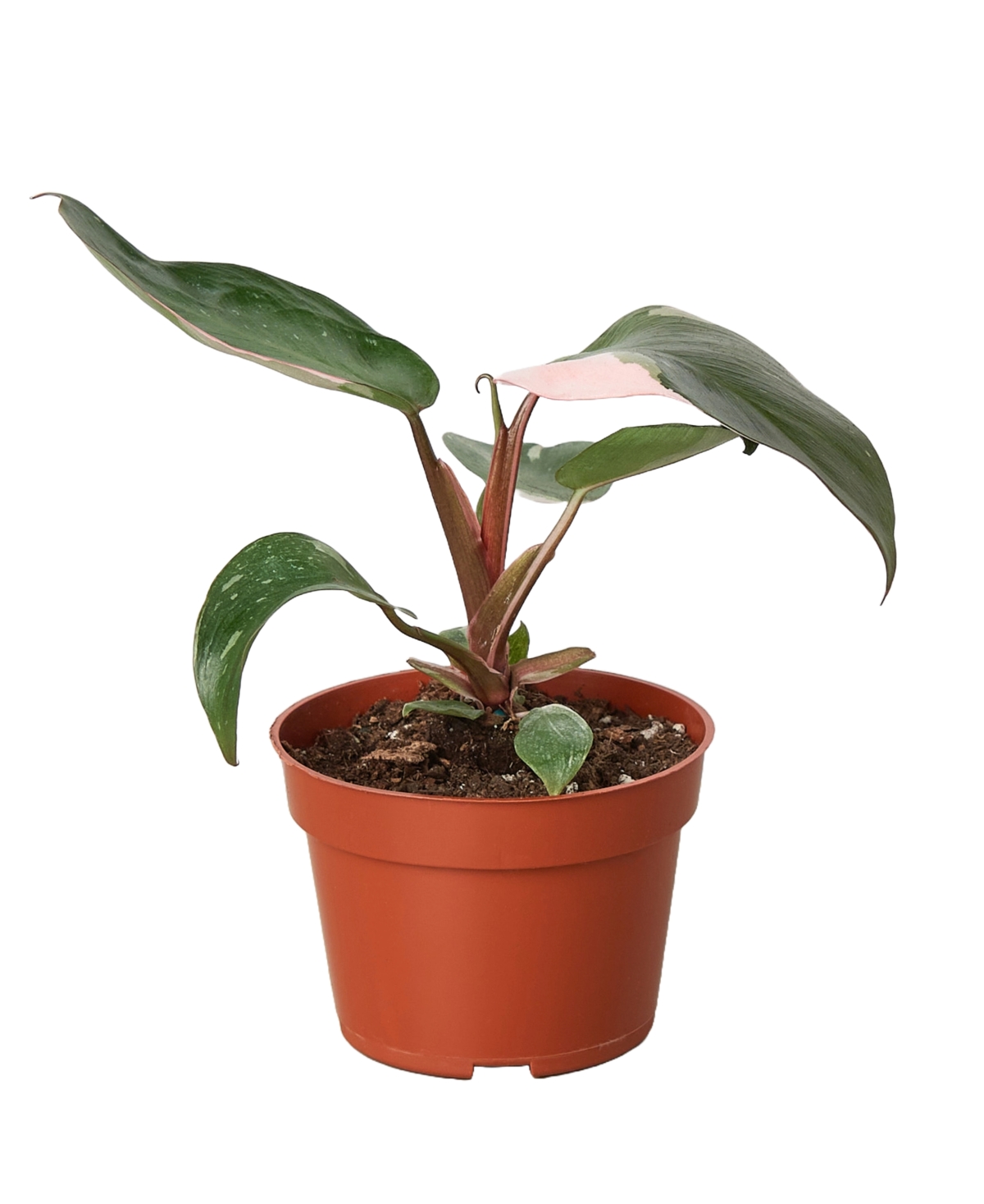 Philodendron Pink Princess in 4" Pot