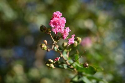 NIKKOR Z 40mm f/2 (SE) Lens