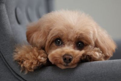 EOS R10 Mirrorless Camera