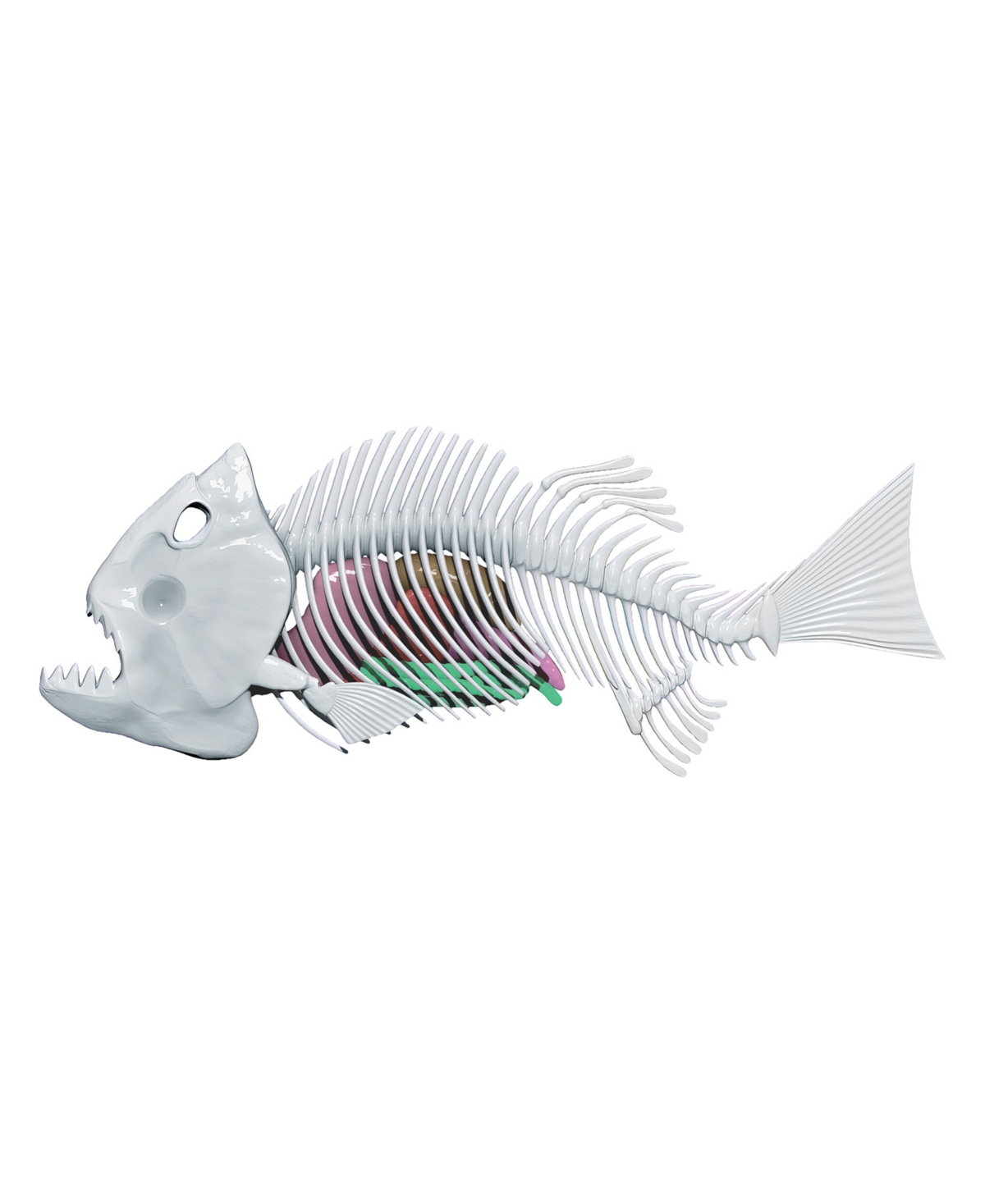 World Tech Toys Amazing Creatures Synthetic Dissection Kit In Multi