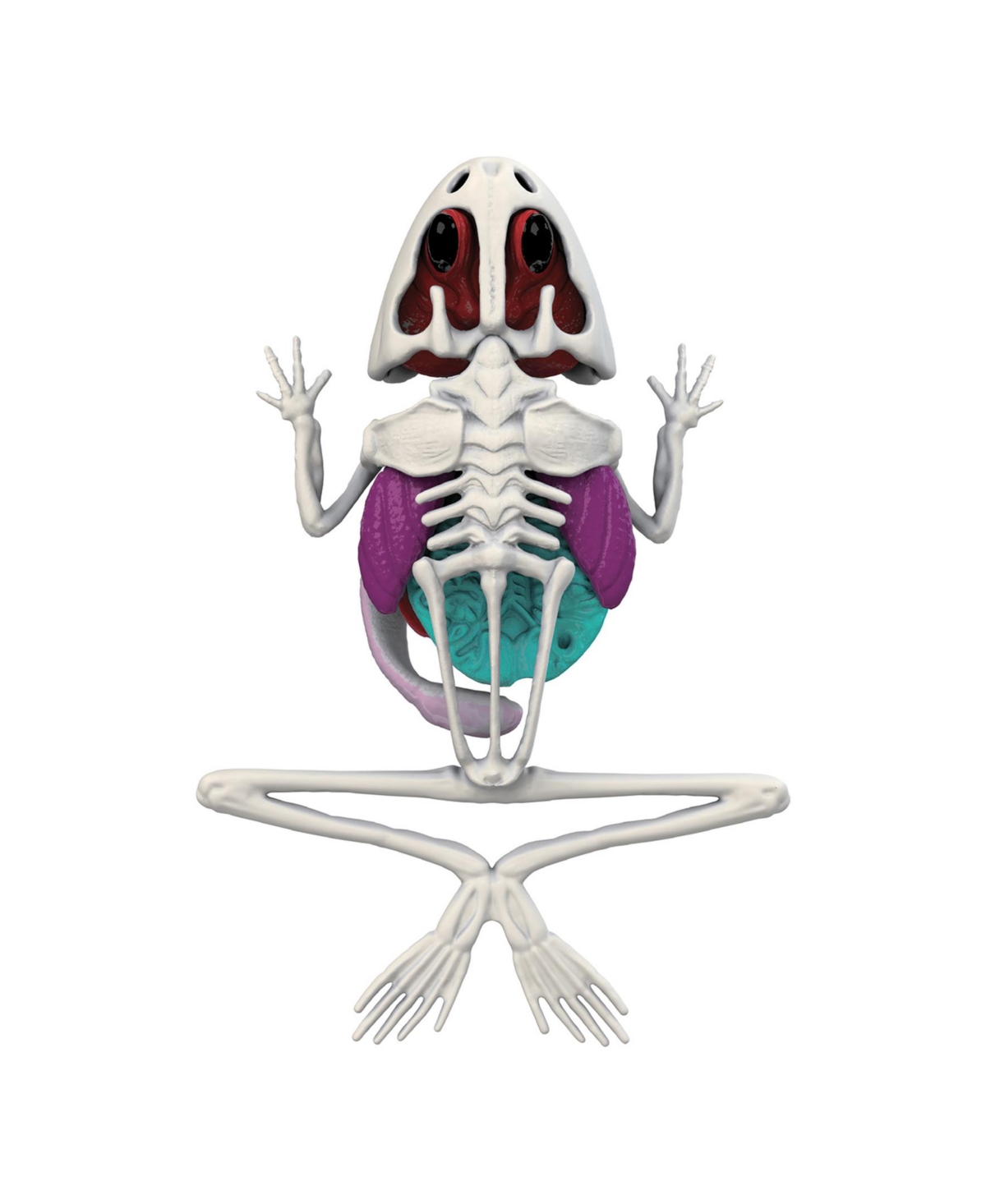 World Tech Toys Amazing Creatures Synthetic Dissection Kit In Multi