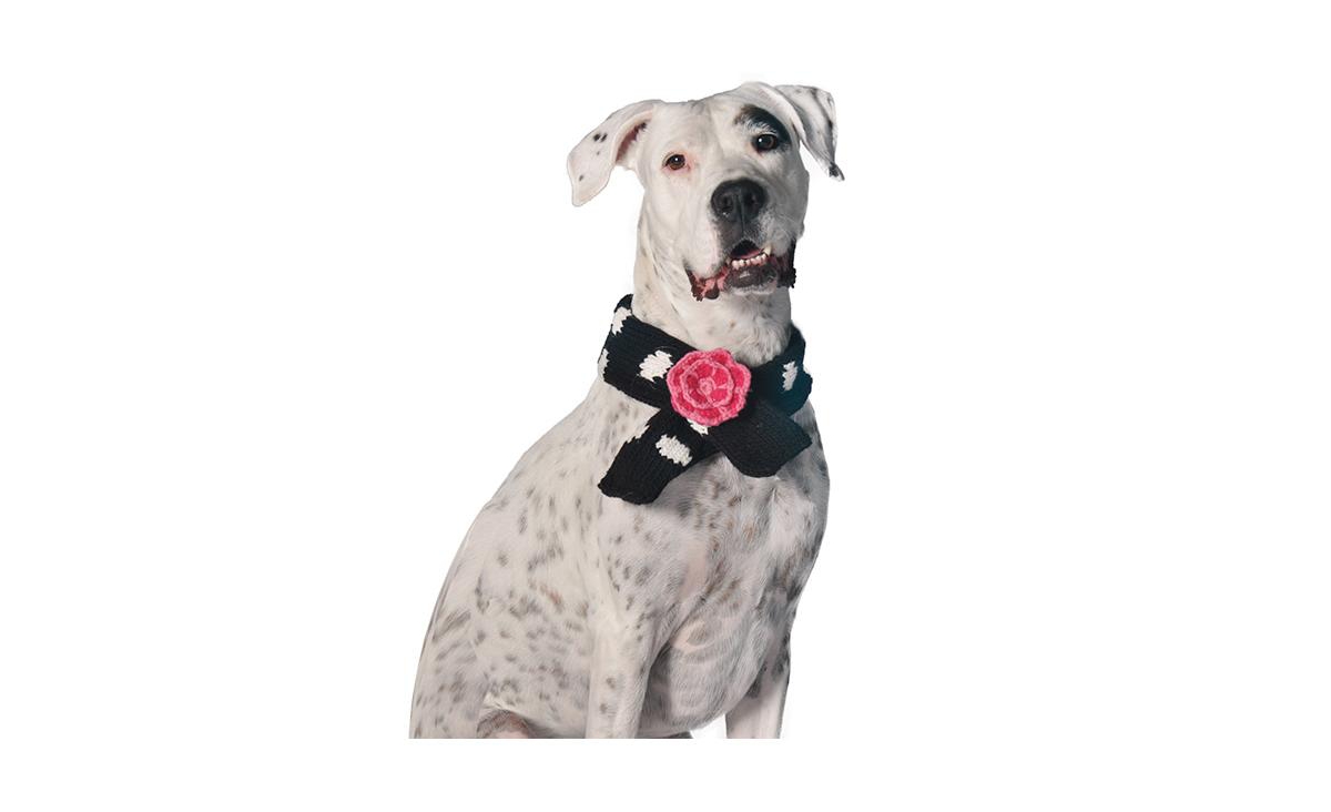 Chilly Dog LPolka Dot Flower Dog Sweater - Black