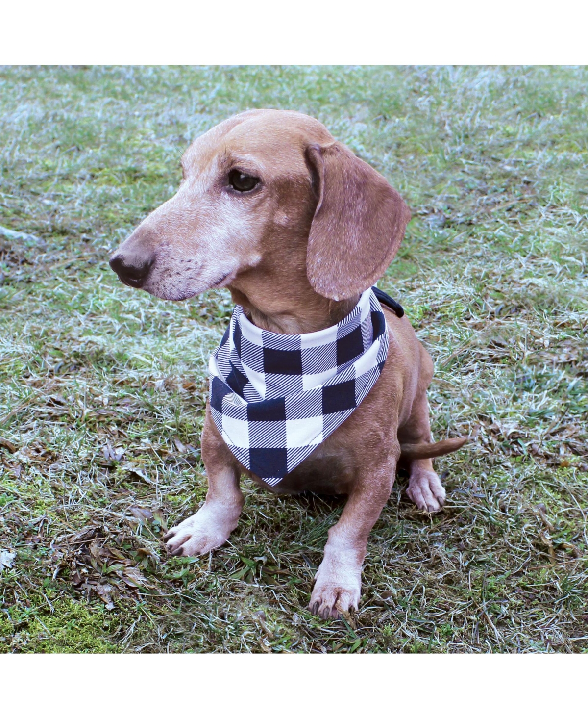 Luvable Friends Dog Reversible Pet Dog and Cat Bandana Bibs 2pk, One Size - Plaid camo