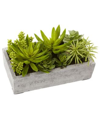 Succulent Garden in Concrete Planter Modern Indoor Plant Decor