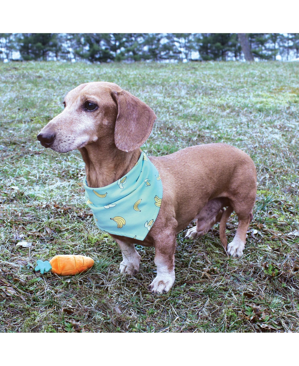 Luvable Friends Dog Reversible Pet Dog and Cat Bandana Bibs 2pk, One Size - Banana dino