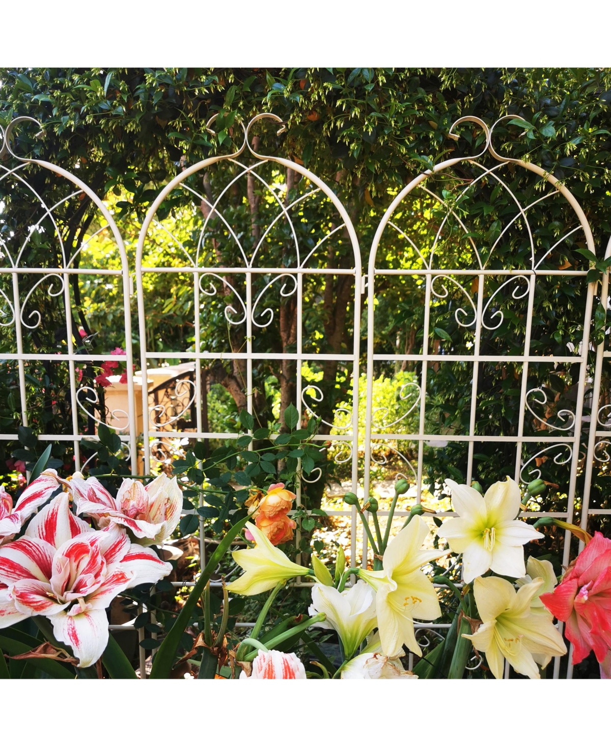 Slickblue 2-Pack Metal Garden Trellis – 86.7'' x 19.7'', Rustproof CreamTrellis for Climbing Plants and Outdoor Flower Support - White