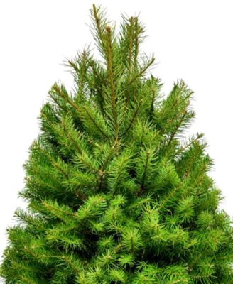 Fresh Cut Real Christmas Tree Douglas Fir 4'-5'