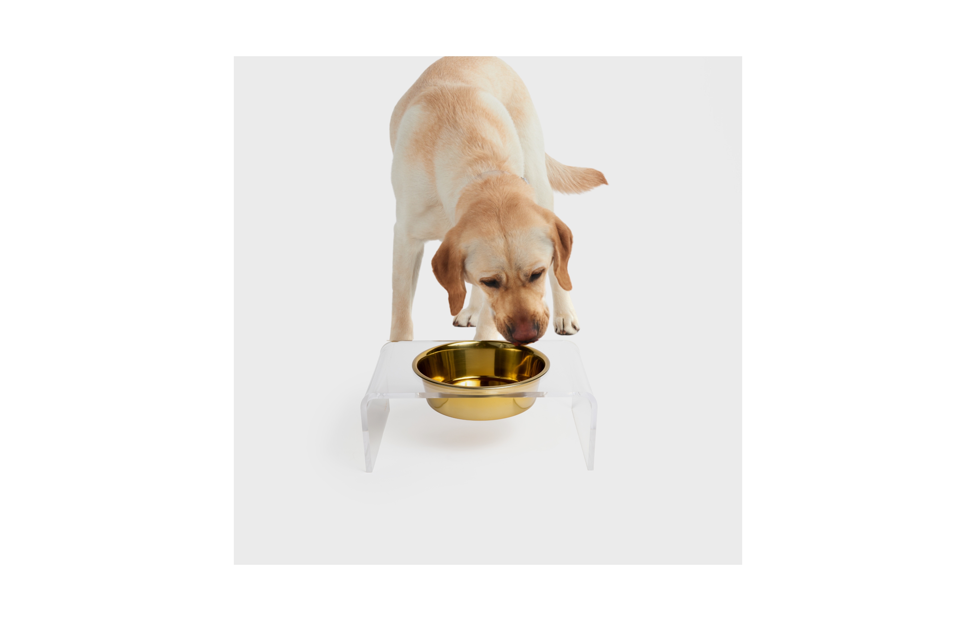 Hiddin Clear Single Dog Bowl Feeder with Gold Bowl