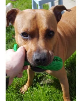 Dog Toothbrush Chew Toy