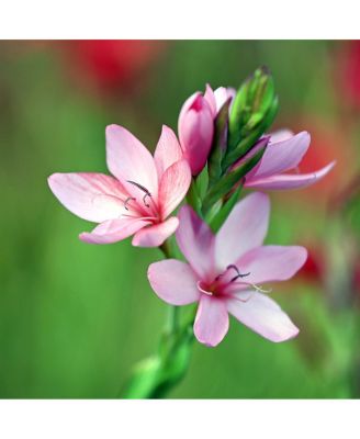 NIKKOR Z 70-180mm f/2.8 Lens