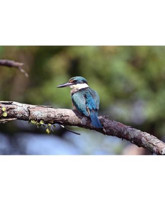 NIKKOR Z 800mm f/6.3 VR S Lens