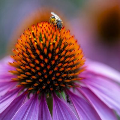 90mm f/2.8 Di III VXD Macro Lens for Sony E