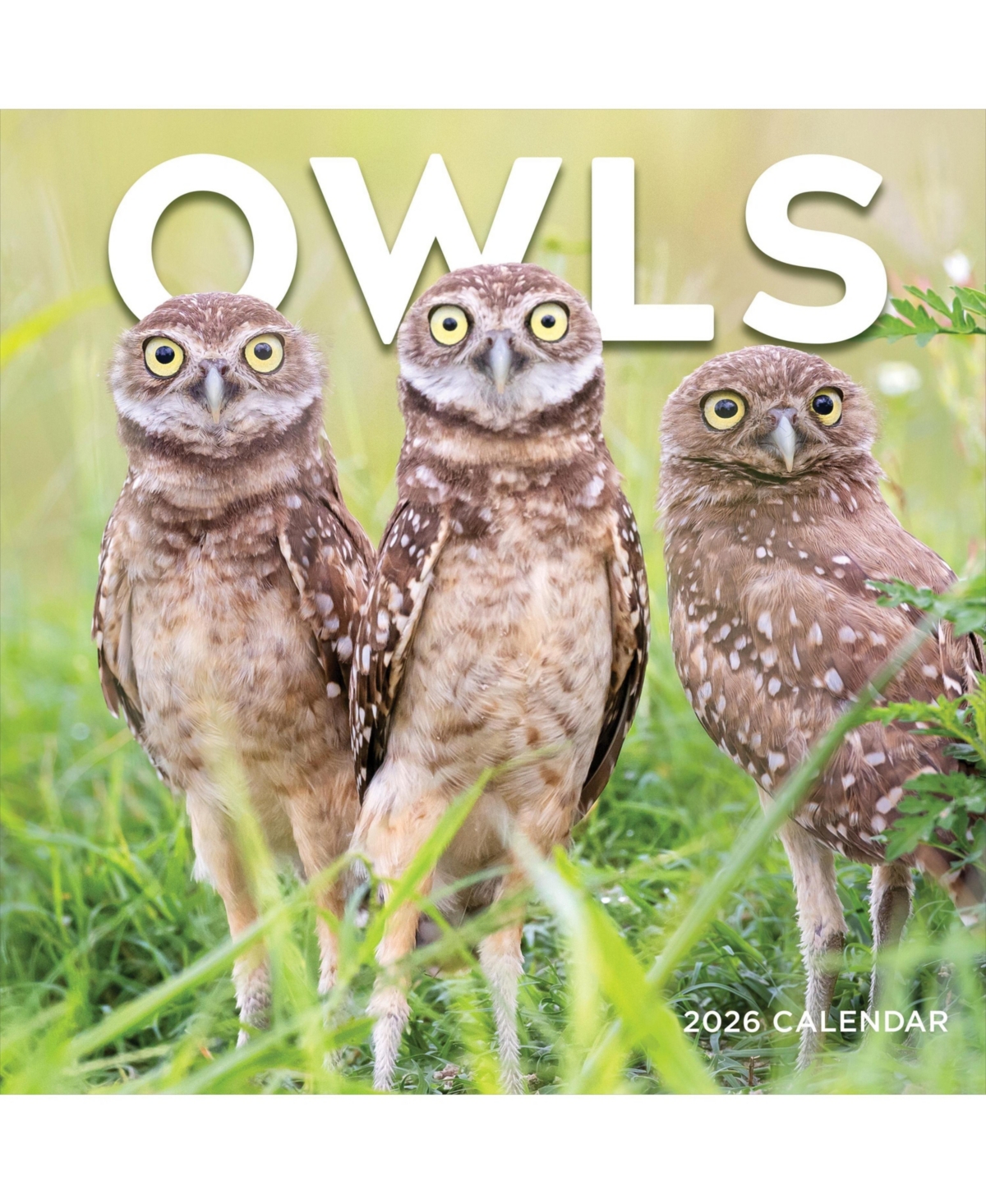 2026 Owls Wall Calendar - Multicolor