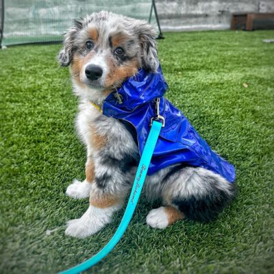 Tommy Bahama Pet Raincoat & Apparel Harness - Blue, 2XL