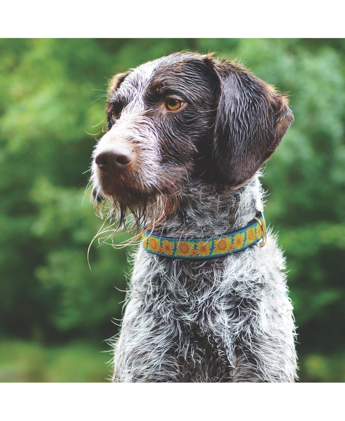 Up Country Bright Sunflower Dog Collar