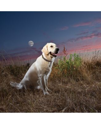 To the Orchard Dog Collar