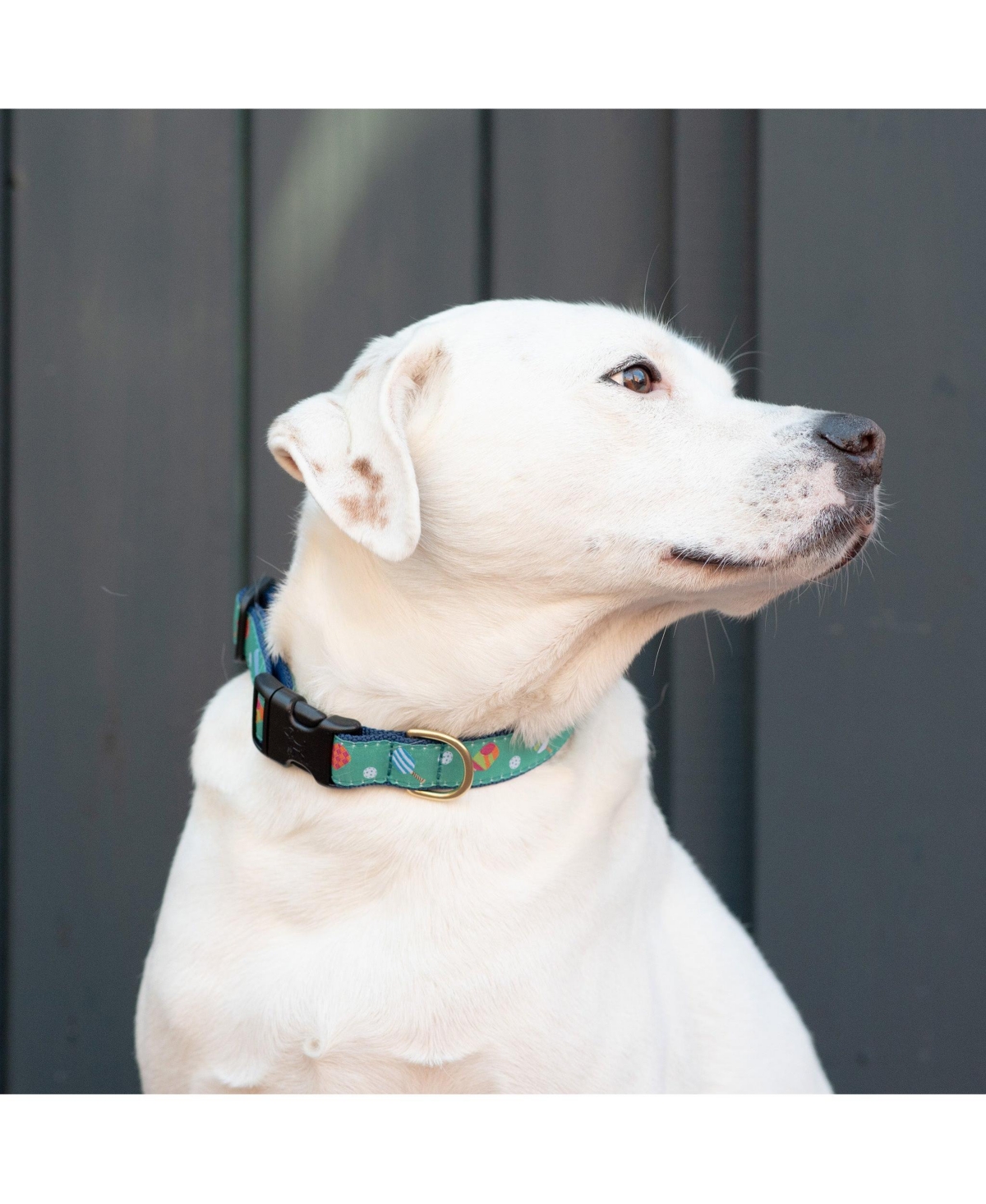 Up Country Pickleball Dog Lead