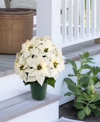 Puleo 19" Pre-Lit Artificial Potted White Poinsettias
