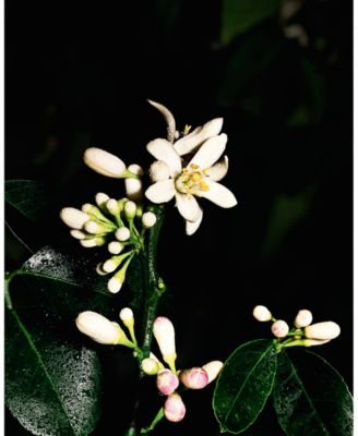 Saharienne Le Vestiaire Eau De Parfum, 4.2 oz.