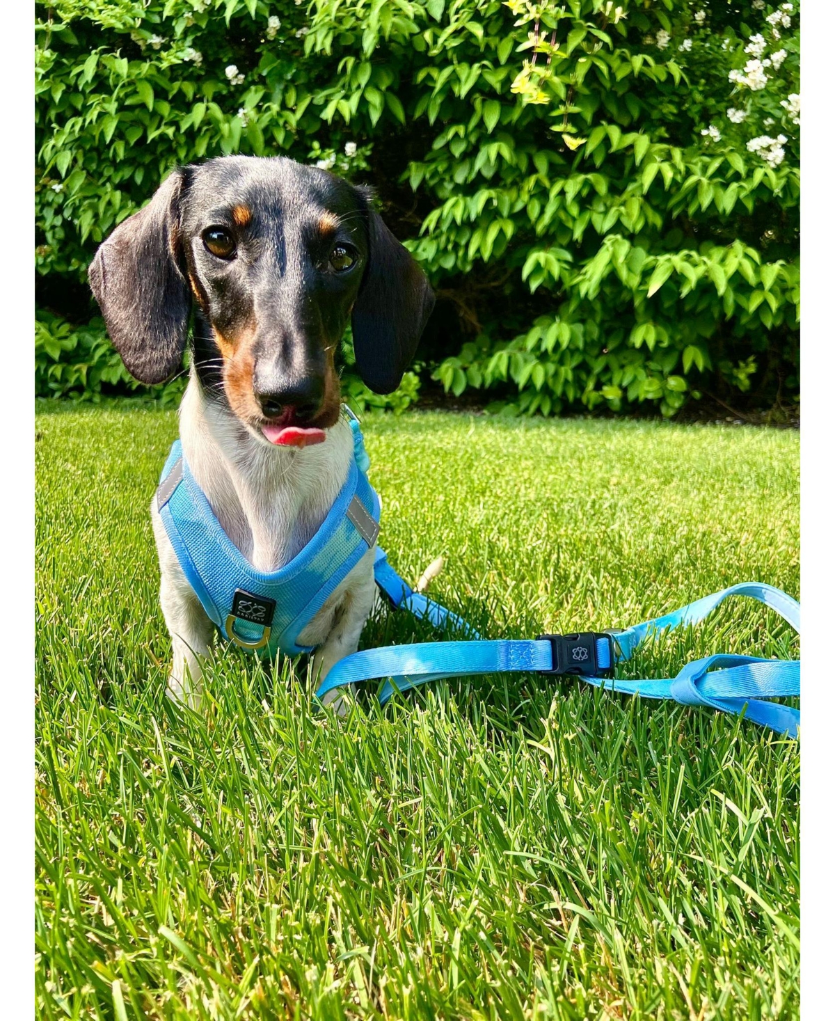 Dogistry 3-in-1 City Dog Leash