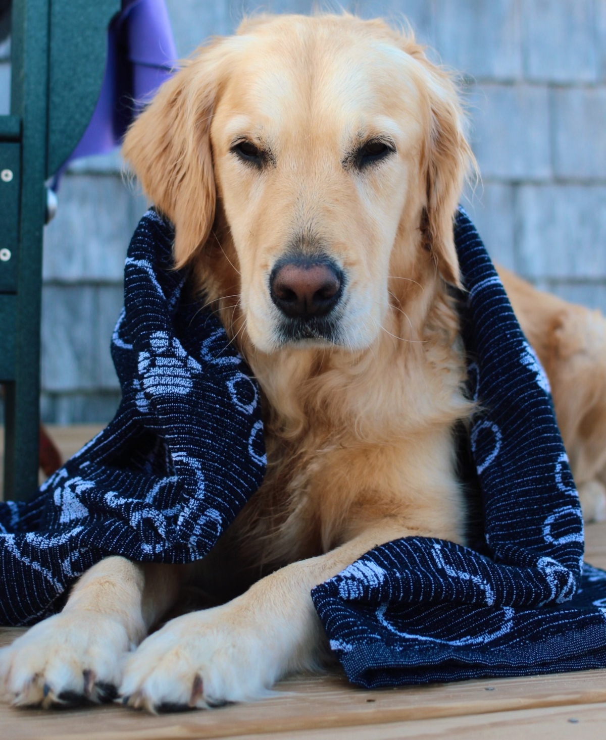 Delilah Home Drytek High Performance Dog Bath Towel 30" X 54" In Blue