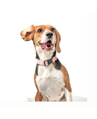 Dogistry The x Fi Sweetheart Collar