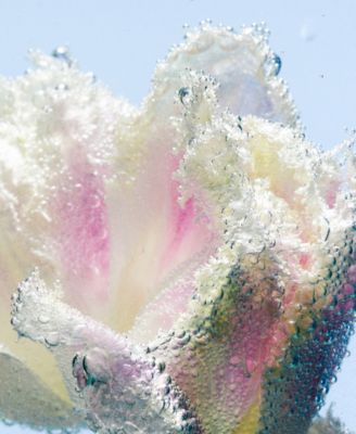 Tulipmania Hand Lotion Refill, 15.2 oz.