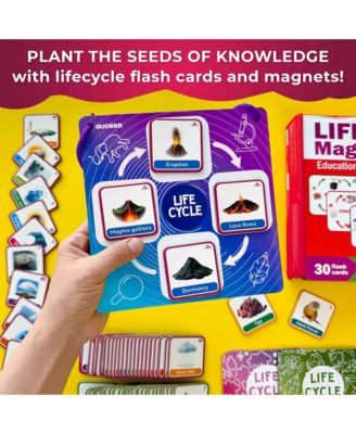 Life CycleToys for Kids - 30 Flashcards Toddler Science Kit Ages 2-4 - 120 Magnetic Flash Cards