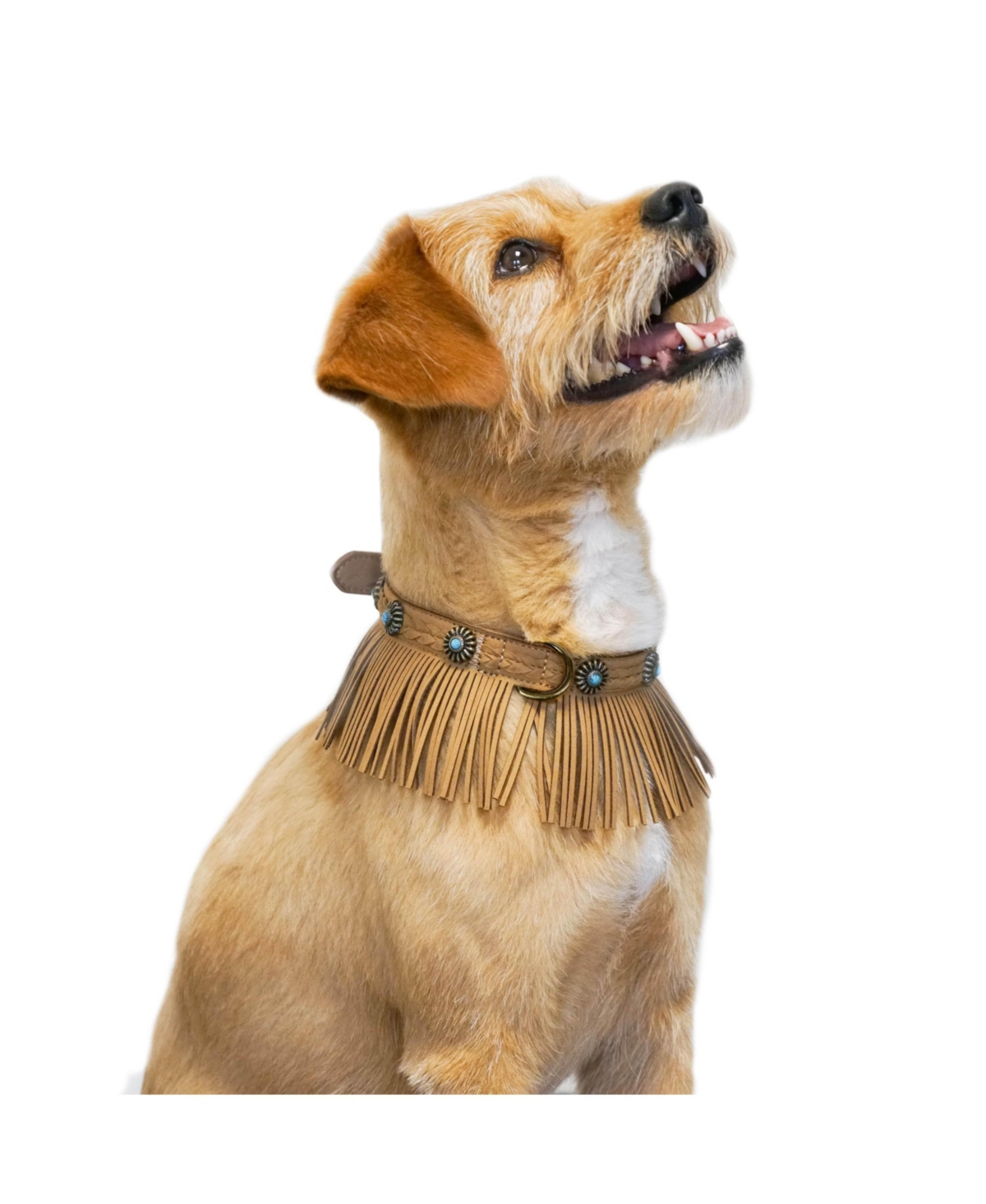 Blueberry Pet Silver-Powered Freshness Microfiber Suede Dog Collar Midnight Black– Fringed Style with Turquoise Studs