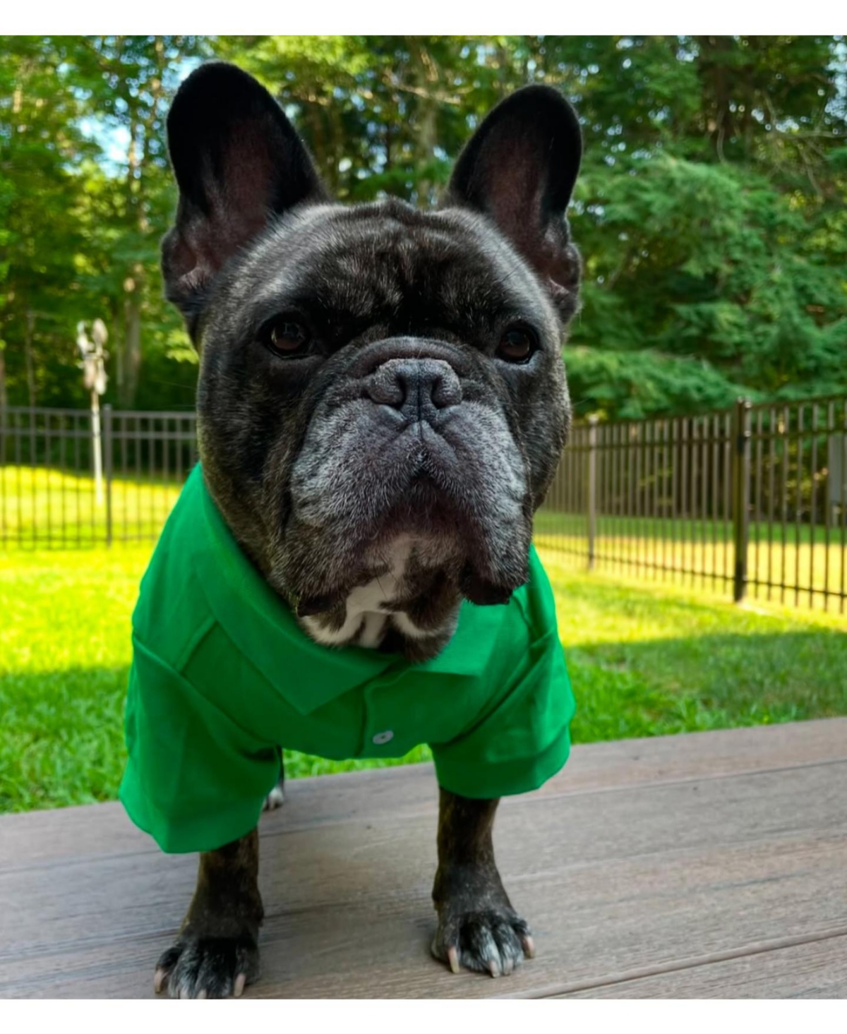 Parisian Pet Polo Green